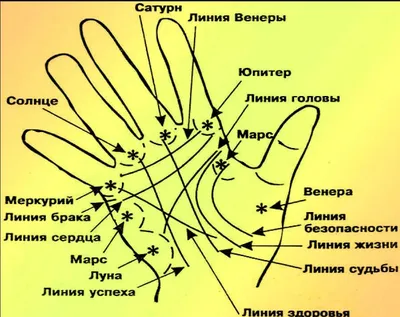 Хиромантия для начинающих: что означают линии на запястье - Оракул -  info.sibnet.ru