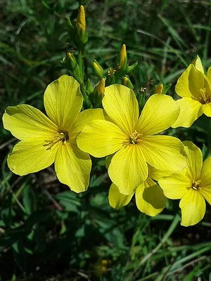 Лён золотистый (Linum Flavum)