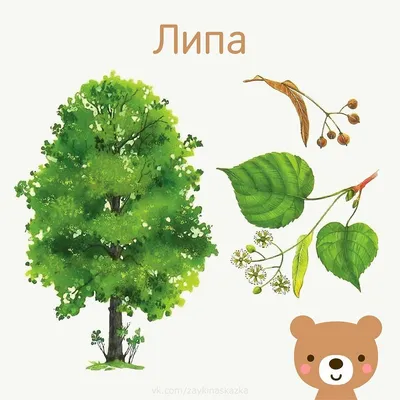 Липа мелколистная «Гринспайер» (Tilia cordata «Greenspire») купить для  посадки в Москве