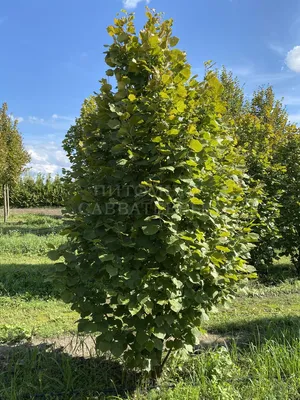 Липа мелколистная (Tilia cordata)