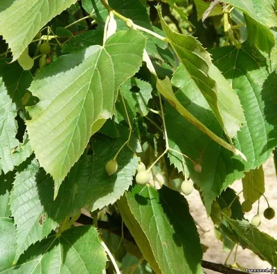 Липа крупнолистная (Tilia platyphyllos)