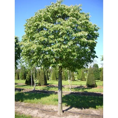 Липа амурская (Tilia amurensis) саженцы 15-20 см, горшок 0,5л., цена в  Новосибирске от компании Кирсанов Сергей Сергеевич