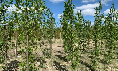 Липа американская Tilia americana - купить в Киеве и области, справедливая  цена - Green Garth (Грин Гарт)