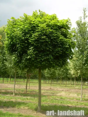 Tilia tomentosa 'Brabant', Липа войлочная 'Брабант'|landshaft.info