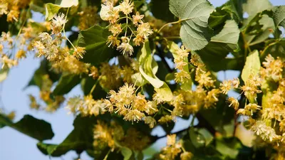 Породы древесины. Липа | Столярный совет