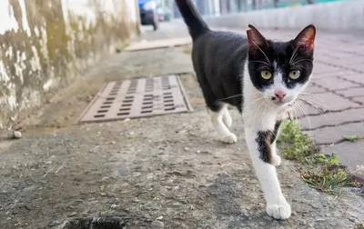 Как выглядит лишай у кошек на начальной стадии: фото