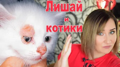 К ветеринару не ходим 🐈🐱 Как я избавила кота от лишая | КОШКИ | Дзен