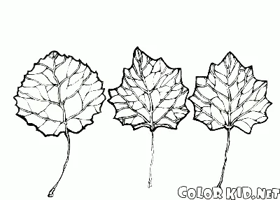 Как нарисовать лист осины поэтапно 2 урока