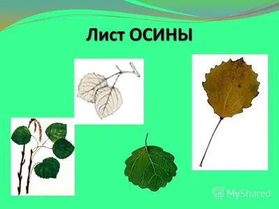 Свежие зеленые лист осины с стержнем Стоковое Фото - изображение  насчитывающей одиночно, взорвать: 120223920