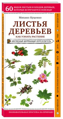 Листья деревьев | Листья, Природоведение, Биология