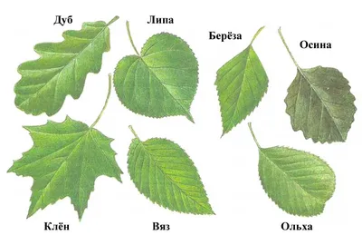 Листья деревьев. Как узнать растение. Наглядный карманный определитель  (Михаил Куценко) - купить книгу с доставкой в интернет-магазине  «Читай-город». ISBN: 978-5-04-111886-0