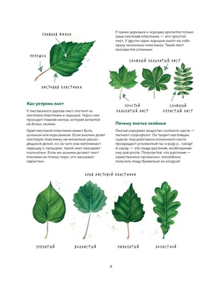 Читать онлайн «Листья деревьев. Как узнать растение», Михаил Куценко –  Литрес