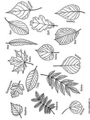 Картинка Листья деревьев распечатать на листе A4 для мальчиков |  RaskraskA4.ru