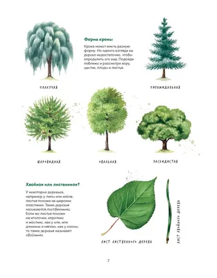 Листья деревьев. Как узнать растение. Наглядный карманный определитель  (Михаил Куценко) - купить книгу с доставкой в интернет-магазине  «Читай-город». ISBN: 978-5-04-111886-0