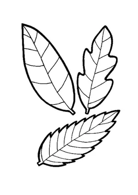 Раскраска Листья деревьев | Leaf coloring page, Fall leaves coloring pages,  Coloring pages