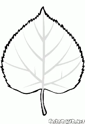 Липа мелколистная Гринспаер (Tilia cordata Greenspire)