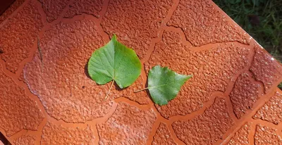 Листья липы осенью (52 фото) - 52 фото