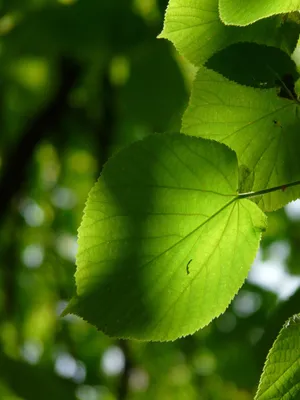 https://bonsa.by/lipa-bonsaj-opisanie-peresadka-uhod-formirovanie-razmnozhenie-lechenie.html