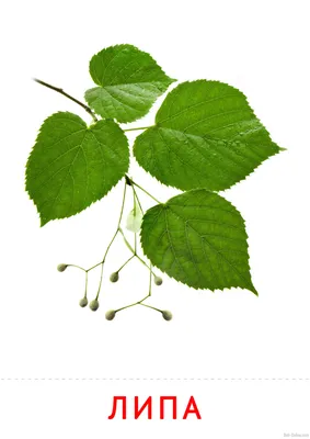 Липа амурская (Tilia amurensis Rupr). Купить липу амурскую: саженцы /  Женьшень