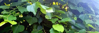 Зеленые листья лип-дерева стоковое фото. изображение насчитывающей пуща -  53944996