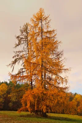 Дерево Лиственница Осень - Бесплатное фото на Pixabay - Pixabay
