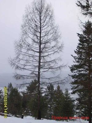 Лиственница сибирская - фотографии