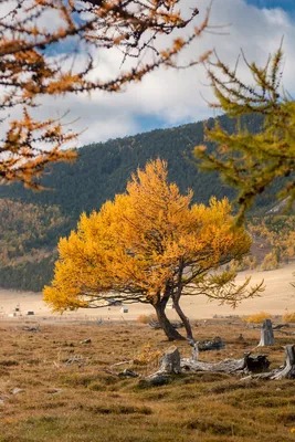 🌱Как я у мамы в саду лиственницу формировала. Фото (было/стало). |  🌼ЦветочнаяТема | Дзен