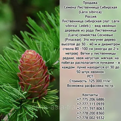 Семена Лиственница Сибирская (Lárix sibírica) РСТ Россия (id 99073947),  купить в Казахстане, цена на Satu.kz