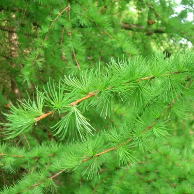 Саженцы Лиственница европейская - Лиственница - GardenPlants