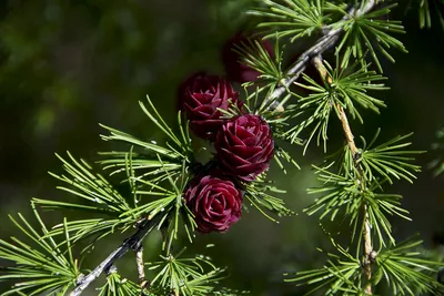 Лиственница Европейская (Larix decidua) - Хвойные растения весна 2024 года  - купить туи, сосны, ели.