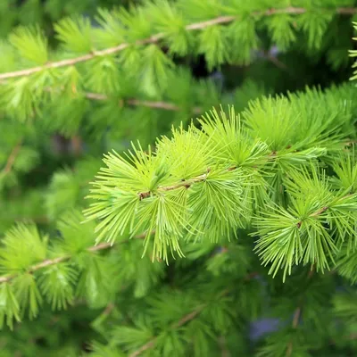 Саженцы, лиственница сибирская (Larix sibirica), 80-120 см. купить с  доставкой по России, в Москву и СПб