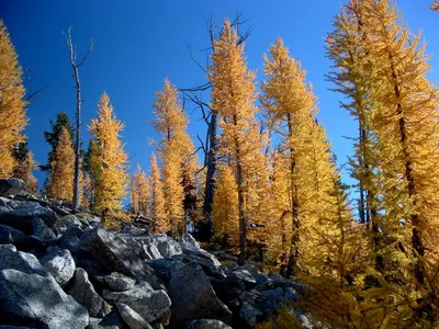 Лиственница американская