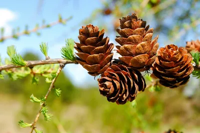 ЛИСТВЕННИЦА ДАУРСКАЯ (LARIX GMELINII): купить саженцы лиственницы даурская  гмелина почтой | PLOD.UA