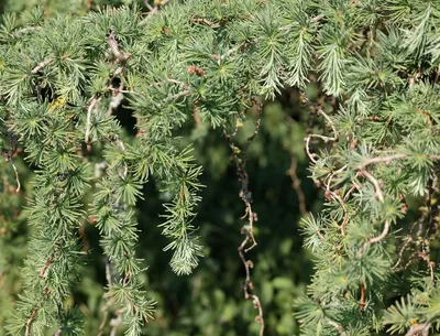 Купить Лиственница Кемпфера \"Диана\" (Larix kaempferi 'Diana') от 436 999  руб. в интернет-магазине Архиленд с доставкой почтой по Москве и в регионы