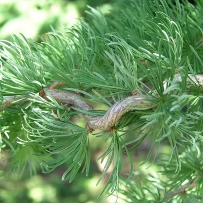 Лиственница Кемпфера (Larix kaempferi) “Grey Pearl”