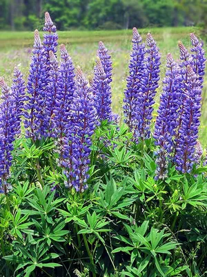 Люпин узколистный (Lupinus Angustifolius)