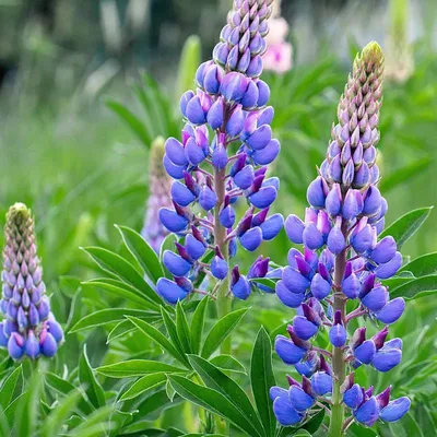 500 гр. Люпин узколистный - семена (лат. Lupinus angustifolius L) купить за  75 руб.