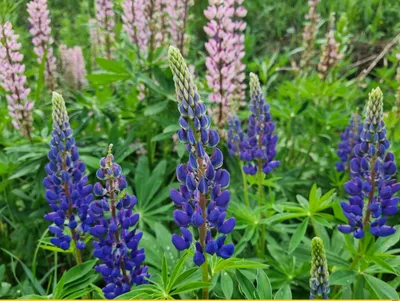 Gallery Blue is the most popular perennial garden lupines, growing 18-24  inches tall. Even rich blue color. (Lu… | Flowers perennials, Perennials,  Perennial plants