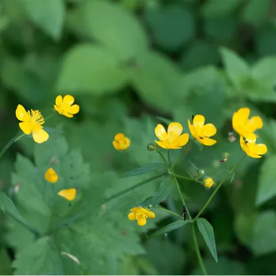 Лютик шерстистый (Ranunculus lanuginosus) - PictureThis