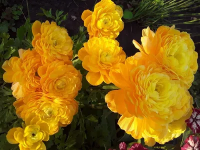 Купите лютик желтый (ranunculus yellow) 10шт 🌹 из питомника Долина роз с  доставкой!