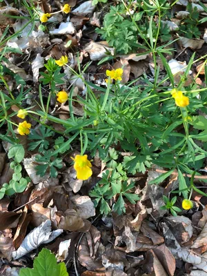 Лютик едкий (Ranunculus acris) ⋆ Сорные растения