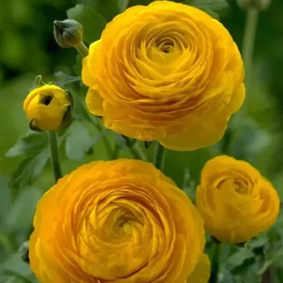 Лютик золотистый (Ranunculus auricomus) - PictureThis