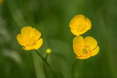 Лютик болотный (Ranunculus paludosus) - PictureThis