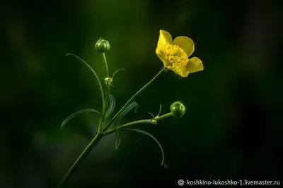 Лютик (Ранункулюс) красный / Ranunculus Red - Луковицы Лютиков  (Ранункулюсов) - купить недорого лютики (ранункулюсы) в Москве в  интернет-магазине Сад вашей мечты