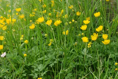 Лютик ползучий. - Ranunculus repens L. - сорняк: распространение,  хозяйственное значение, методы борьбы