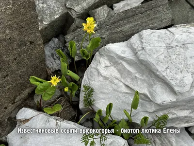 Лютик едкий (трава, цветы) купить в интернет-магазине Ярмарка Мастеров по  цене 200 ₽ – NCHKURU | Травы, Кызыл - доставка по России