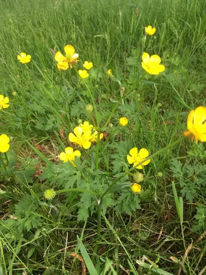 Close up of yellow lutik flower, ranunculus asiaticus, in a brown spot  between green leaves on bright background. Nature garden concept. Trendy  Illumi Stock Photo - Alamy