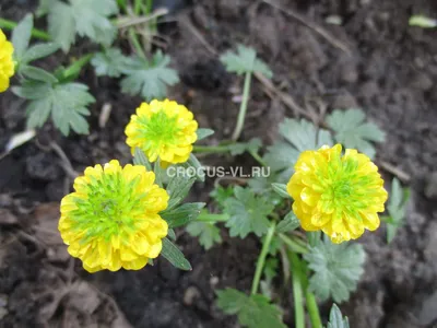 ꕤ Лютик Ranunculus Aviv Gold • купить Лютик Ranunculus Aviv Gold по цене от  5.49 грн. в Украине