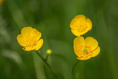 Скачать 1920x1080 лютики, ranunculus, цветы, бутоны, лепестки, белые,  розовые обои, картинки full hd, hdtv, fhd, 1080p