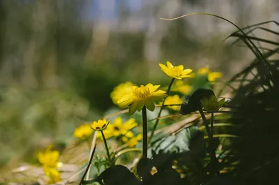 Заказать Букет \"Яркие лютики\" - Bloom.by